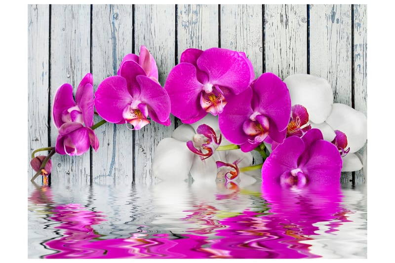 Fototapet Violet Orchids With Water Reflexion 350x270 - Artgeist sp. z o. o. - Boligtilbehør - Vægdekoration - Tapeter - Fototapeter