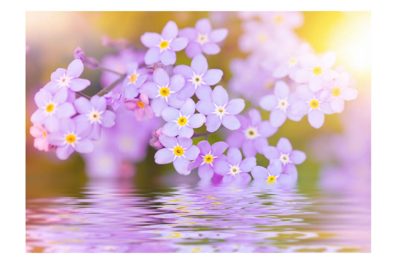 Fototapet Violet Petals In Bloom 400x280 - Artgeist sp. z o. o. - Boligtilbehør - Vægdekoration - Tapeter - Fototapeter