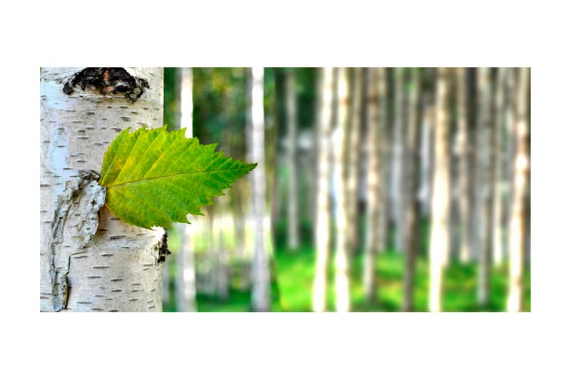 Fototapet XXL Birch leaf 550x270 - Artgeist sp. z o. o. - Boligtilbehør - Vægdekoration - Tapeter - Fototapeter