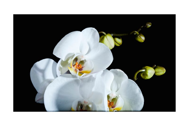 Fototapet Phalaenopsis 450x270 - Artgeist sp. z o. o. - Boligtilbehør - Vægdekoration - Tapeter - Fototapeter