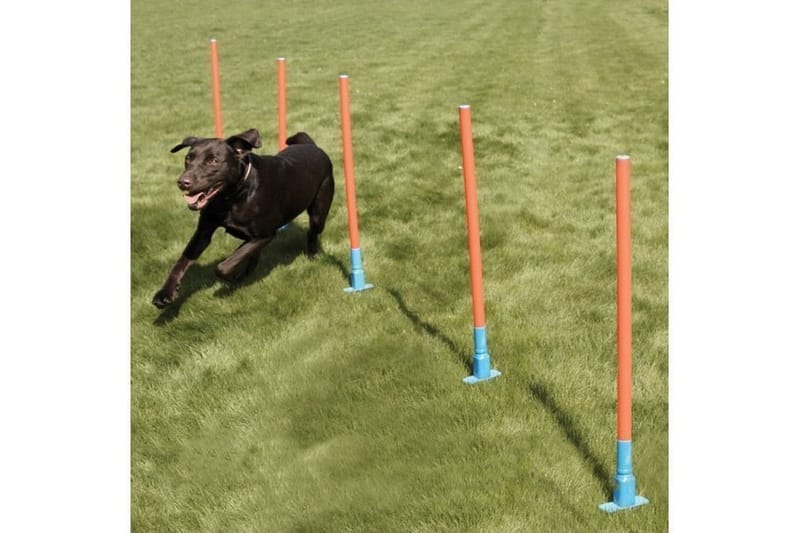 Agility Pinde 70cm 5st med Bæretaske Orange/Turkis - Sport & fritid - Til dyrene - Til hund - Hundetræning & agility